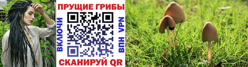 Галлюциногенные грибы прущие грибы  Буйнакск 
